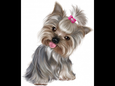 Yorkie
